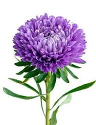 Semillas de flores de crisantemo morado para plantar – Herencia No-GMO Alta Germinación