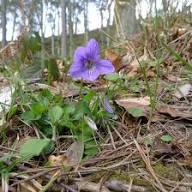 Riviniana Flower Seeds for Planting – Heirloom Non-GMO High Germination Organic Garden Seeds