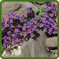 Violet Linaria Alpina Flower Seeds – Heirloom Non-GMO High Germination Organic Garden Seeds