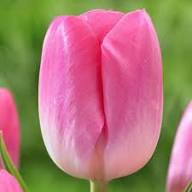 Pink Yellow Tulip Flower Seeds for Planting – Heirloom, Non-GMO, High Germination