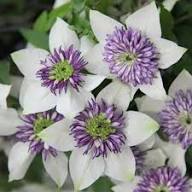 White Purple Clematis Flower Seeds Heirloom Non-GMO High Germination Organic Garden Seeds for Planting