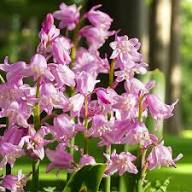 Pink Hyacinthoides Flower Seeds – Seeds for Planting, Heirloom, Non-GMO, High Germination Organic Garden Seeds