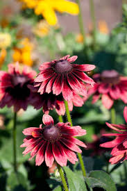Pink Rudbeckia Flower Seeds for Planting – Heirloom, Non-GMO, High Germination Organic Garden Seeds