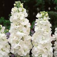 White Hoarystock Flower Seeds Heirloom Non-GMO High Germination Organic Garden Seeds for Planting