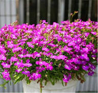 Pink Lobelia Flower Seeds Heirloom Non-GMO High Germination Organic Garden Seeds for Planting