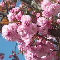 Pink Prunus Serrulata Flower Seeds for Planting – Heirloom Non-GMO High Germination Organic Garden Seeds