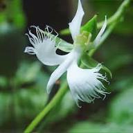 Semillas de flor de orquídea garceta blanca, reliquia, sin OMG, semillas de alta germinación