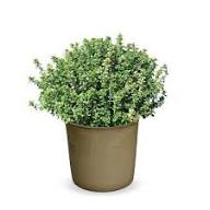 Green Lemon Thyme Plants Seeds Heirloom Non-GMO High Germination Organic Garden Seeds