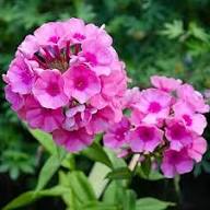 Pink Phlox Subulata Flower Seeds for Planting – Heirloom, Non-GMO, High Germination Organic Garden Seeds