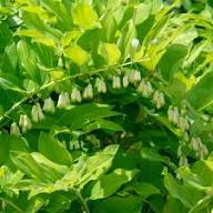 White Polygonatum Flower Seeds – Heirloom Non-GMO High Germination Organic Garden Seeds