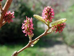 pink fortunearia flower seeds
