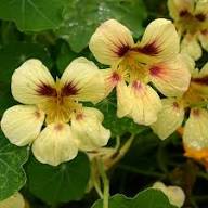 Yellow Red Nasturtium Flower Seeds – Heirloom, Non-GMO, High Germination Organic Seeds