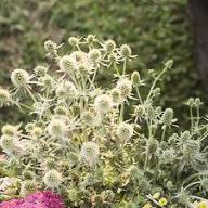 Eryngium Flower Seeds White Heirloom Non-GMO High Germination Seeds for Planting