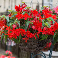 Red Boliviensis Flower Seeds Heirloom Non-GMO High Germination Organic Garden Seeds for Planting