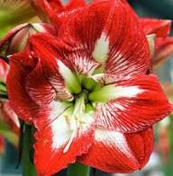 Red White Amaryllis Flower Seeds for Planting Heirloom Non-GMO High Germination Organic Seeds