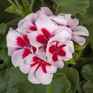 White Red Geranium Flower Seeds for Planting – Heirloom Non-GMO High Germination Organic Garden Seeds