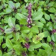 Green Liquorice Basil Plant Seeds Heirloom Non-GMO High Germination Organic Garden Seeds for Planting