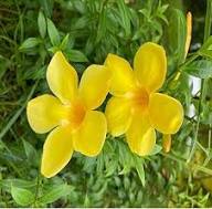 Yellow Amphilophium Crucigerum Flower Seeds for Planting – Heirloom, Non-GMO, High Germination Organic Garden Seeds