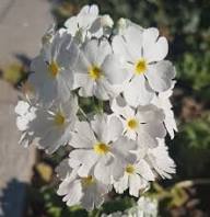 White Primula Malacoides Flower Seeds Heirloom Non-GMO High Germination Organic Garden Seeds for Planting