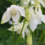 White Aquilegia Vulgaris Flower Seeds Heirloom Non-GMO High Germination Organic Garden Seeds