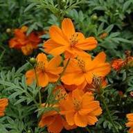 Perennial Cosmos Flower Seeds Orange – Heirloom, Non-GMO, High Germination Seeds