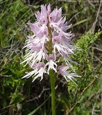 Purple Naked Orchid Flower Seeds Heirloom Non-GMO High Germination Organic Garden Seeds for Planting