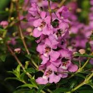 Pink Angelonia Serena Flower Seeds for Planting – Heirloom, Non-GMO, High Germination Organic Garden Seeds