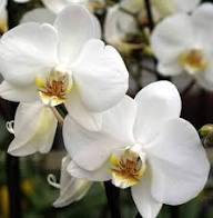 White Phalaenopsis Flower Seed for Planting – Heirloom, Non-GMO, High Germination Organic Garden Seeds