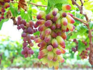 Green Red Finger Grape Seeds Heirloom Non-GMO High Germination Organic Garden Seeds for Planting
