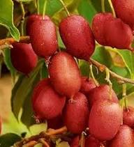 Scarlet Kiwi Fruit Seeds for Planting – Exotic Red-Fleshed Kiwi, Berry-Like Taste, Heirloom, Non-GMO Organic Garden Seeds