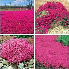 Red Creeping Thyme Plant Seeds Heirloom Non-GMO High Germination Organic Garden Seeds
