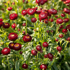 Helichrysum Flower Seeds Red – Heirloom, Non-GMO, High Germination Seeds