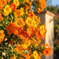 Streptosolen Jamesonii Flower Seeds – Heirloom, Non-GMO, High Germination Organic Garden Seeds