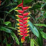 Yellow Red Heliconia Flower Seeds – Heirloom Non-GMO High Germination Seeds