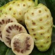 Morinda Citrifolia Seeds Heirloom Non-GMO High Germination Organic Garden Seeds for Planting