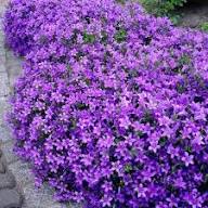 Violet Thyme Flower Seeds – Heirloom Non-GMO High Germination Organic Garden Seeds for Planting