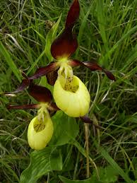 Yellow Marron Cypripedium Flower Seeds – Heirloom, Non-GMO, High Germination Organic Seeds