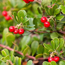 Bearberry Seeds Arctostaphylos Uva-Ursi Gayuba Fruit Seeds for Planting – Heirloom Non-GMO Organic Garden Seeds