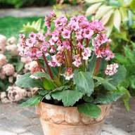 Pink Bergenia Cordifolia Flower Seeds Heirloom Non-GMO High Germination Organic Garden Seeds