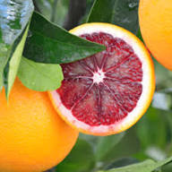 Red Bergamot Seeds Heirloom Non-GMO High Germination Organic Garden Seeds for Planting
