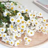 White Rhodanthe Flower Seeds Heirloom Non-GMO High Germination Organic Garden Seeds for Planting