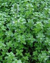 Thyme Plant Seeds Heirloom Non-GMO High Germination Organic Garden Seeds