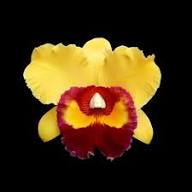 Gelb Rosa Cattleya Orchideenblumensamen – Alte Sorte Gentechnikfrei Hohe Keimfähigkeit Bio-Samen