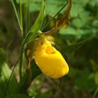 Yellow Lady Slipper Orchid Flower Seeds – Heirloom Non-GMO High Germination Organic Seeds