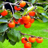 Mixed Organic Persimmon Seeds – Heirloom, Non-GMO, High Germination Organic Garden Seeds for Planting