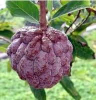 Purple Cherimoya (Sugar Apple) Fruit Seeds for Planting – Heirloom Non-GMO High Germination Organic Garden Seeds