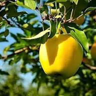 Apple Seeds Yellow Heirloom Non-GMO High Germination Organic Garden Seeds for Planting