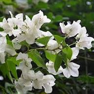White Bougainvillea Spectabilis Flower Seeds – Heirloom, Non-GMO, High Germination Organic Garden Seeds for Planting