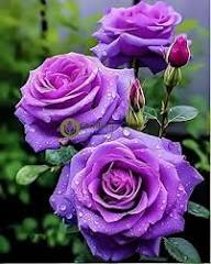 Giant Purple Rose Flower Seeds for Planting – Heirloom Non-GMO High Germination Seeds