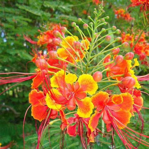 Red Bird of Paradise Caesalpinia pulcherrima flower seeds for planting heirloom non-GMO garden seeds with vibrant tropical red blooms